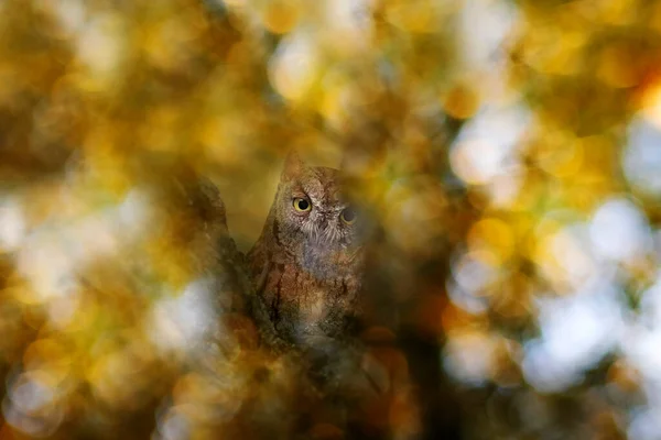 Φωτογραφία Πουλιών Εντυπωσιακό Φόντο Πολύχρωμο Φόντο Bokeh Ευρασιατική Κουκουβάγια Σκουπιδιών — Φωτογραφία Αρχείου