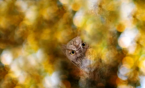 인상적인 배경에 다채로운 배경입니다 Eurasian Scops Owl 오투스 스코프 — 스톡 사진