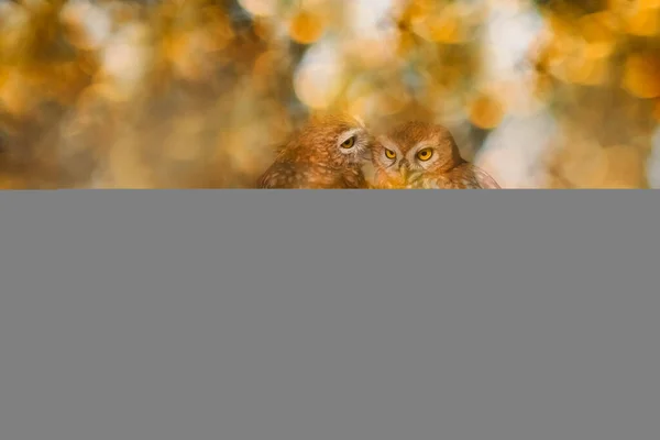 Vogelfoto Een Indrukwekkende Achtergrond Kleurrijke Bokeh Achtergrond Kleine Uil — Stockfoto