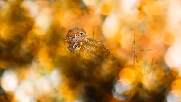 Bird photo in an impressive background. Colorful bokeh background. Little owl.
