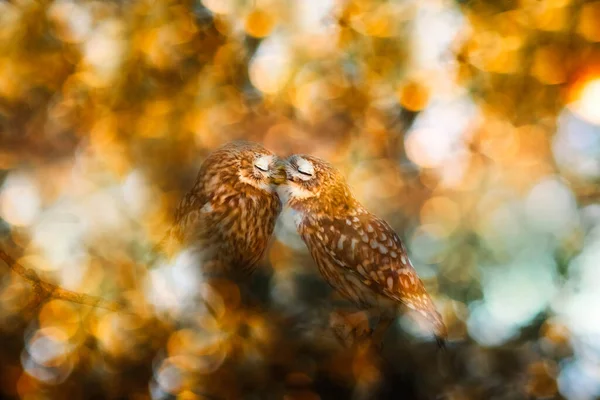 Vogelfoto Een Indrukwekkende Achtergrond Kleurrijke Bokeh Achtergrond Kleine Uil — Stockfoto