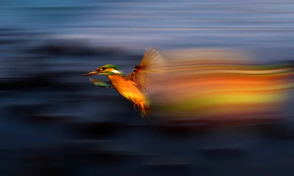 Flying Kingfisher Motion Blur Background — Stock Photo, Image