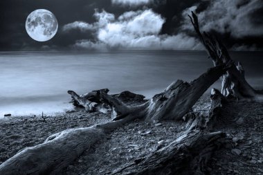 Denize doğru uzanan kurumuş bir ağaç gövdesi. Siyah beyaz doğa fotoğrafı. 