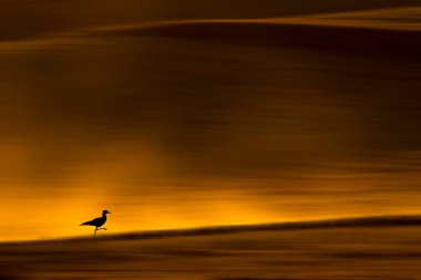 Aceleci ve harika bir geçmişi olan bir kuş..