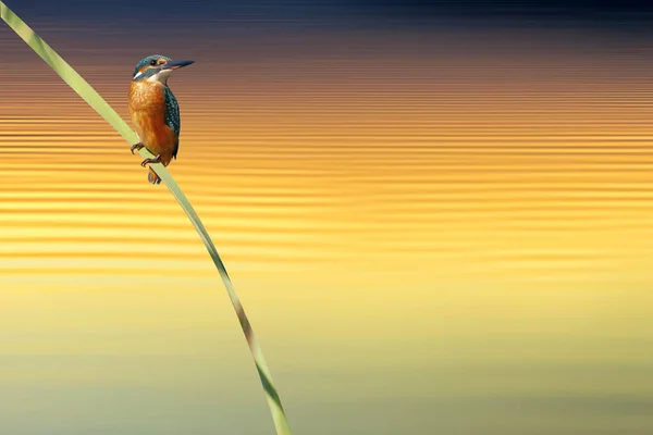 Colorful Kinfisher Wonderful Sunset Background — Stock Photo, Image