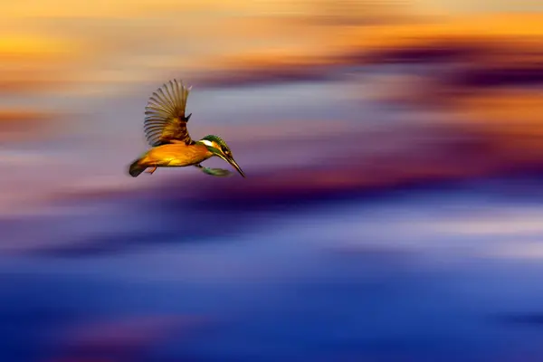 Kingfisher Voador Fundo Borrão Colorido — Fotografia de Stock