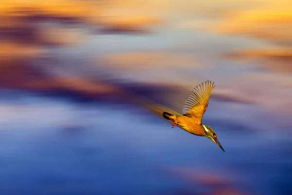 Kingfisher Volant Fond Flou Coloré — Photo