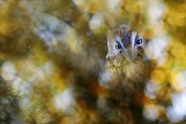 Bird photo in an impressive background. Colorful bokeh background. Bird: Long eared Owl. (Asio otus)