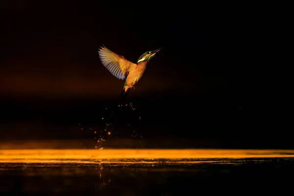 魚のためのキングフィッシャーバードダイビング 闇の自然の背景 コモン キングフィッシャー アレクサンドロス アトス — ストック写真
