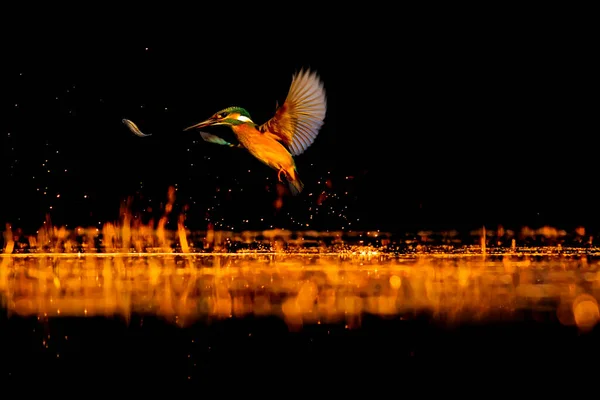 Kingfisher Fågel Dykning För Fisk Mörk Natur Bakgrund Vanlige Kungsfiskaren — Stockfoto