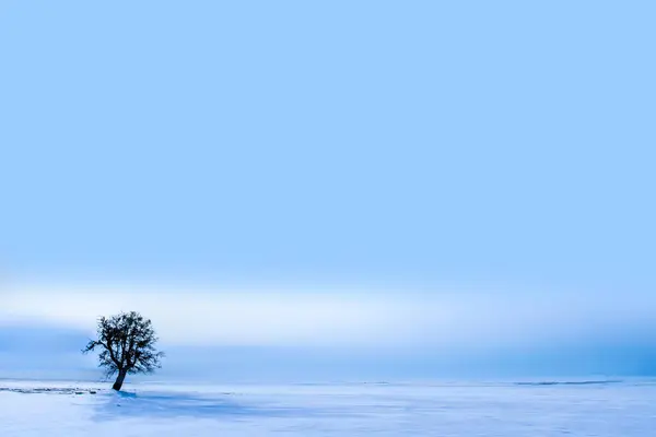 Lonely Tree White Winter Landscape — Stock Photo, Image