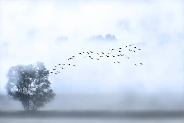 霧のような自然の風景で飛ぶ鳥たち — ストック写真