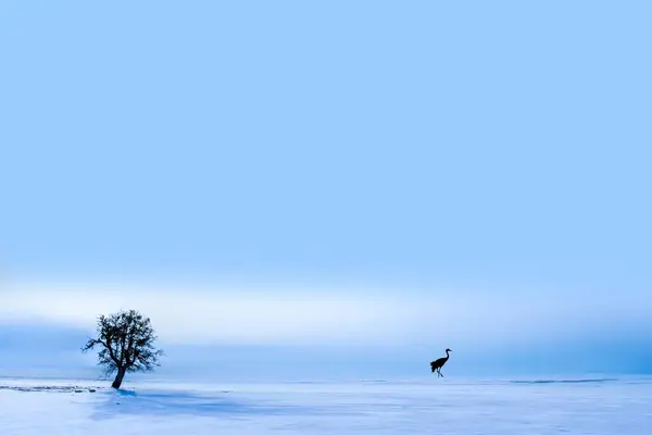Crane Bird Lonely Tree White Winter Landscape — Stock Photo, Image