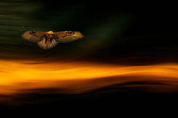 Vliegende Roofvogel Een Lichte Achtergrond Met Zonsondergang Donkere Kleuren — Stockfoto