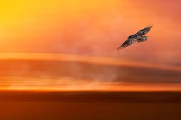 A crow flying in front of an abstract sunset landscape.