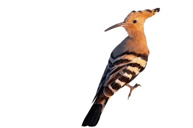 Yağlı boya efektli bir kuşun fotoğrafı uygulandı. Harika detayları ve renkleri olan sevimli bir kuş. İzole görüntü. Beyaz arka plan. Hoopoe!.
