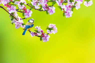 A bird in a wonderful nature view. Clean strong background. Bird: Blue tit.