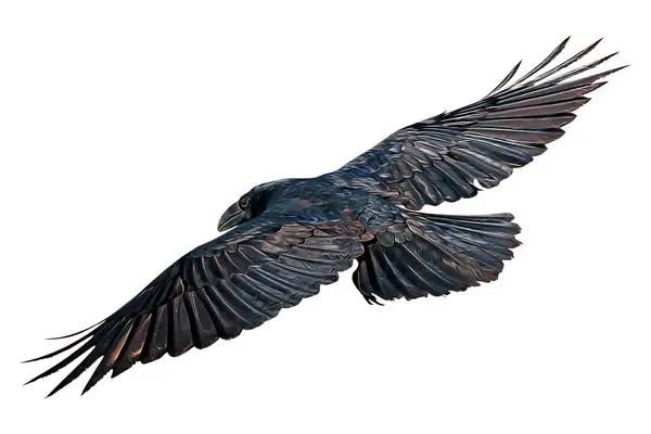 Yağlı Boya Efektli Bir Kuşun Fotoğrafı Uygulandı Harika Detayları Renkleri — Stok fotoğraf