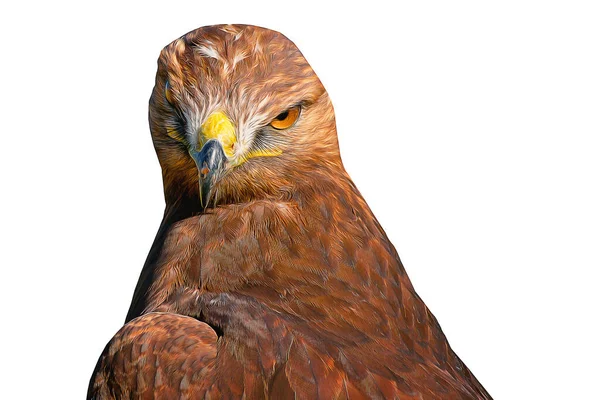 Bild Fågel Med Oljemålning Effekt Tillämpas Söt Fågel Med Fina — Stockfoto