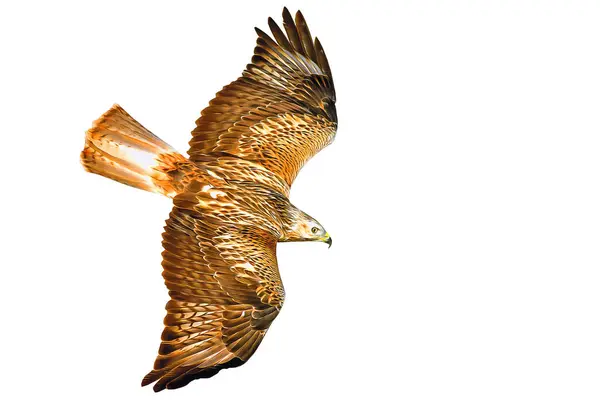 Foto Eines Vogels Mit Ölgemäldeeffekt Aufgetragen Tolle Details Und Farben — Stockfoto