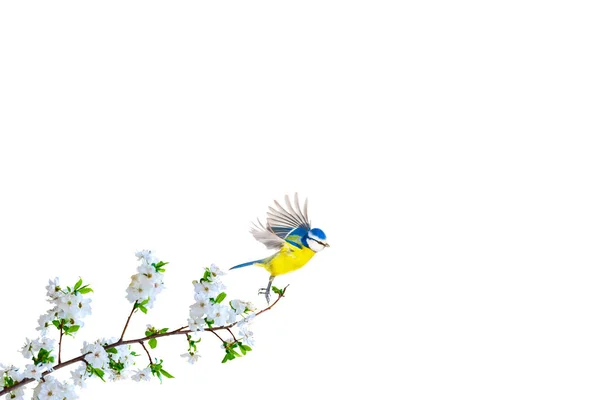 咲く枝と鳥が離陸する 隔離された鳥と枝 ホワイトバック — ストック写真