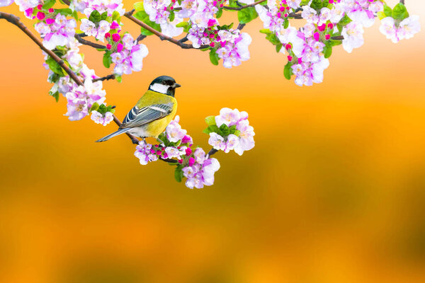 A bird in a wonderful nature view. Clean strong background. Great tit.