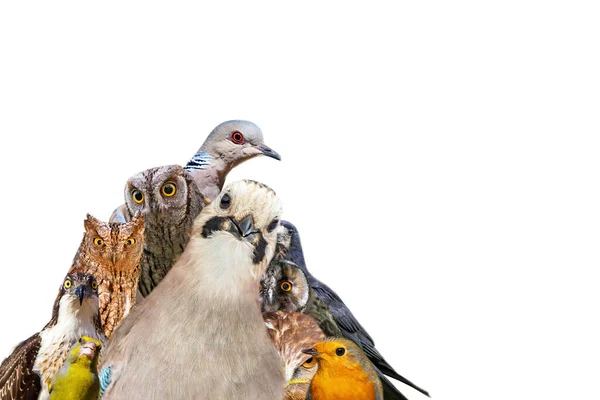 Foto Pájaro Con Efecto Pintura Óleo Aplicado Lindas Aves Con — Foto de Stock