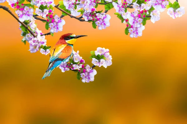 在美丽的自然景观中的鸟 干净有力的背景 蜜蜂食 — 图库照片
