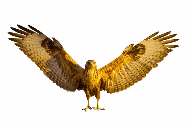 一只长着翅膀的猛禽 孤立的鸟 白色背景 长腿的秃鹰 Buteo Rufinus — 图库照片