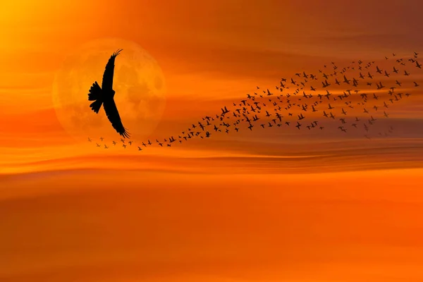 A fantastic powerful nature scene. A bird of prey and a flock of birds flying away.