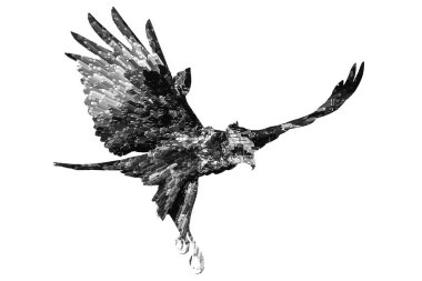 Çıkarılmış efektli kuş resimleri. İzole görüntü. Beyaz arkaplan. 