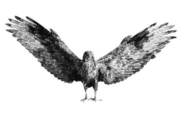 Çıkarılmış efektli kuş resimleri. İzole görüntü. Beyaz arkaplan. 