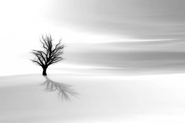 Yalnız bir ağaç. Beyaz doğa Arkaplanı.