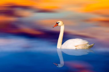 Kuğular harika bir doğada yüzüyorlar. Güçlü doğal arka plan.