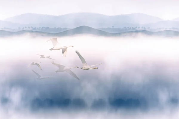 Flying swans. Dense fog and birds. A simple and natural background.