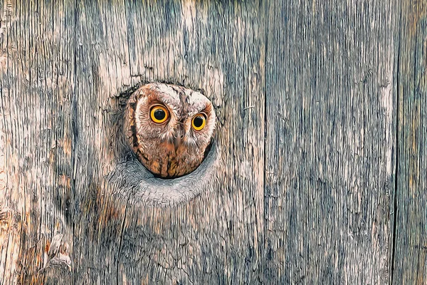 An owl looking out from its nest. Natural background. Photo of a bird with oil painting effect applied. Great details. Bird: Scops owl.