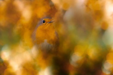 Etkileyici bir arka planda kuş fotoğrafı. Renkli bir arka plan. Robin..