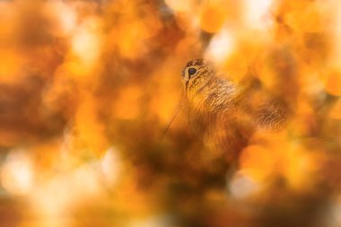 Etkileyici bir arka planda kuş fotoğrafı. Renkli bir arka plan. Avrasyalı Woodcock 