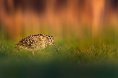 Etkileyici bir arka planda kuş fotoğrafı. Renkli doğa geçmişi. Avrasyalı Woodcock. 