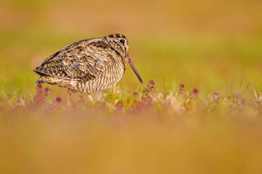 Etkileyici bir arka planda kuş fotoğrafı. Renkli doğa geçmişi. Avrasyalı Woodcock. 