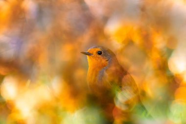 Etkileyici bir arka planda kuş fotoğrafı. Renkli bir arka plan. Robin..