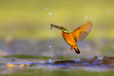 Balıkçı kuş balık avlıyor. Renkli doğa geçmişi. Yaygın Kingfisher. Alcedo burada..