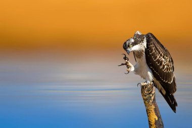 Osprey. Sarı mavi doğa arkaplanı.