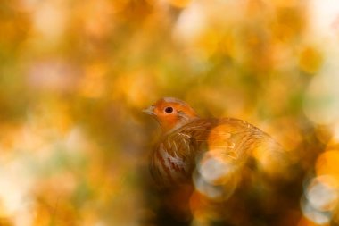 Keklik. Etkileyici bir arka planda kuş fotoğrafı. Renkli bir arka plan. Gri Partridge. (Perdix perdix)