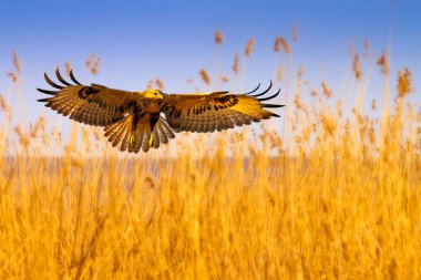 Yırtıcı kuş. Renkli doğa arkaplanı.