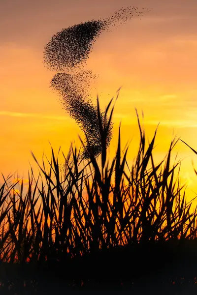 Nature and birds. Flying birds. Sunset warm colors. Nature background. Birds: Common Starling. (Sturnus vulgaris).
