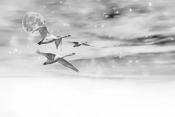 Flying swans. Winter nature background.