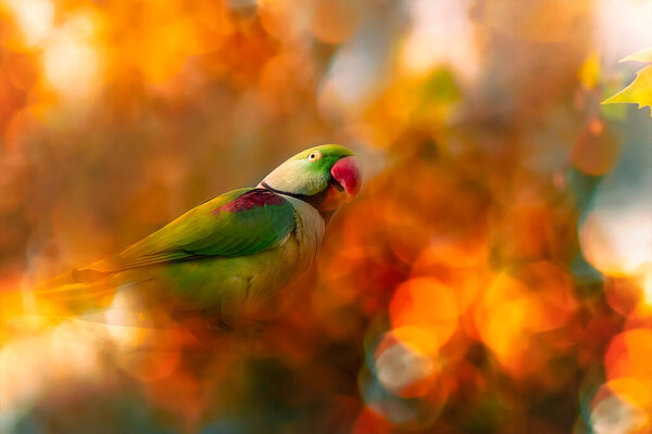 Green red Parakeet. Colorful bokeh background. Alexandrine Parakeet. Psittacula eupatria.