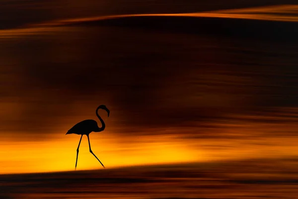 A lonely flamingo walking at sunset. Sunset nature background.