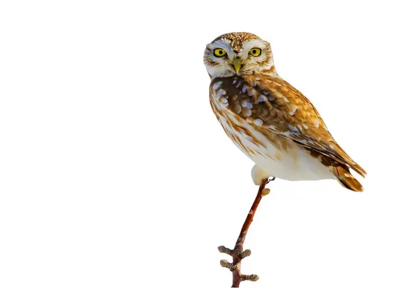 Cute Little Owl Isolated Image White Background — Stock Photo, Image